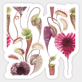 Exotic flowers, Carnivorous plants tropical print. Watercolor Pelican flower, Venus Flytrap Sticker